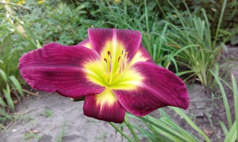 В Ботсаду ДНУ распустились гемерокалисы (Фото) - рис. 3