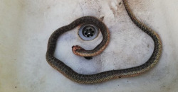 Змея в ванной: в Днепре рептилия заползла в жилой дом - рис. 11