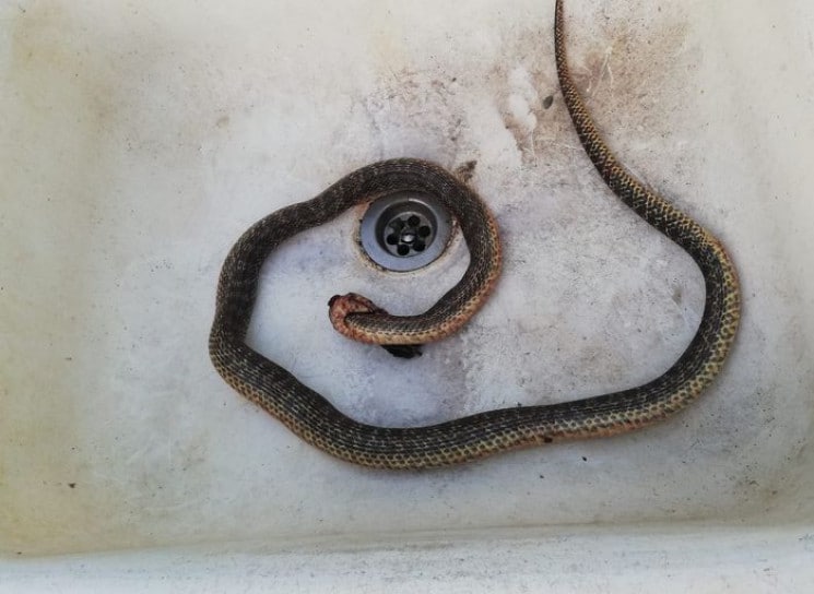Змея в ванной: в Днепре рептилия заползла в жилой дом - рис. 1