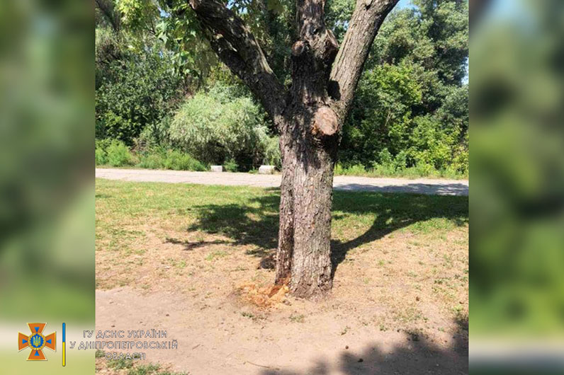 В Днепре спасатели уничтожили рой шершней - рис. 2