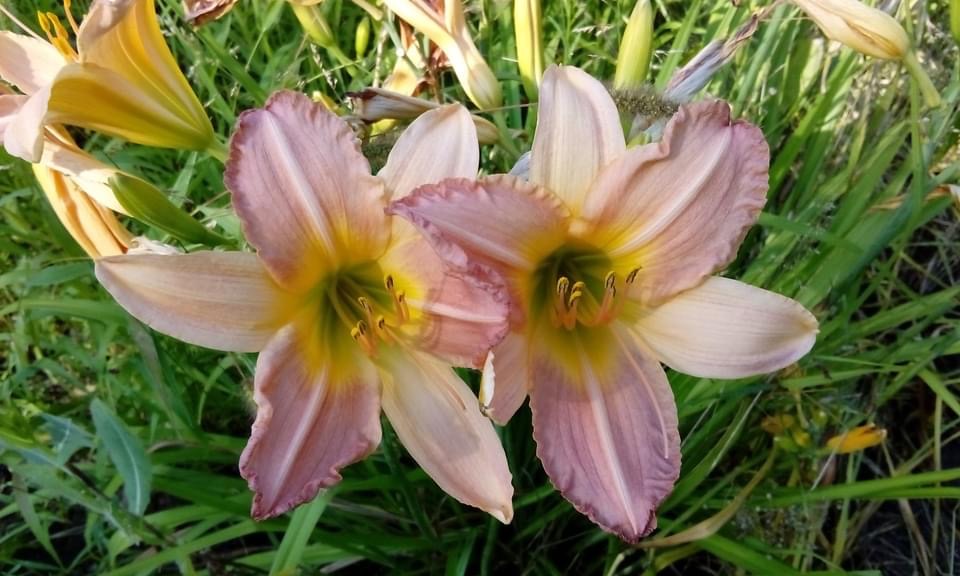 В Ботсаду ДНУ распустились гемерокалисы (Фото) - рис. 1