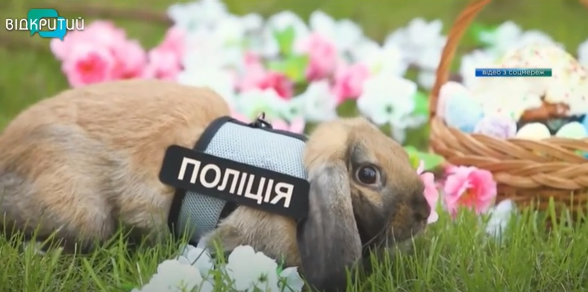 В Днепропетровском университете внутренних дел появился кролик-психолог - рис. 2