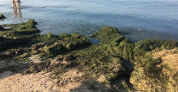 Без медуз, но с болотом: пляжи Бердянска завалило водорослями - рис. 1