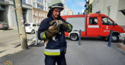 В Днепре спасатели сняли кота со стены дома: фото - рис. 5