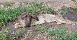 На Днепропетровщине больных кролей выкинули умирать у дороги - рис. 4