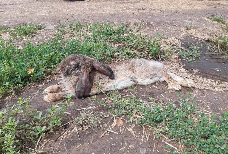 На Днепропетровщине больных кролей выкинули умирать у дороги - рис. 1