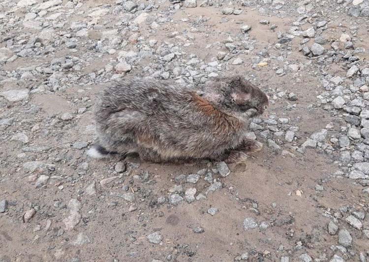 На Днепропетровщине больных кролей выкинули умирать у дороги - рис. 2