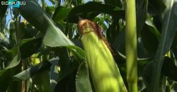 В 2021 году на Днепропетровщине ожидают рекордный урожай кукурузы - рис. 15