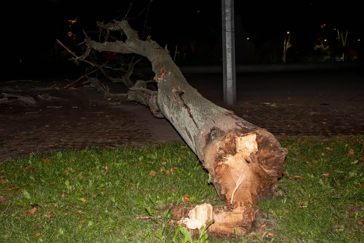 В Днепре упавшее дерево сломало обе ноги пешеходу: комментарий КП "Горзеленстрой" - рис. 3