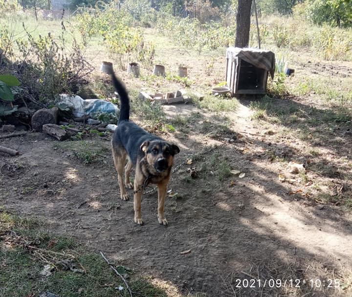 В Днепре прооперировали девочку, которую сильно покусала собака - рис. 1