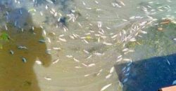 На Днепропетровщине в реке Кильчень зафиксировали массовый мор рыбы - рис. 15