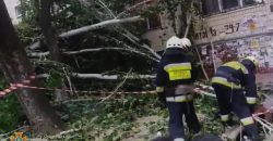 В Днепре во время непогоды на подъезд жилого дома упало большое дерево - рис. 17