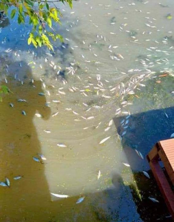 На Днепропетровщине в реке Кильчень зафиксировали массовый мор рыбы - рис. 1