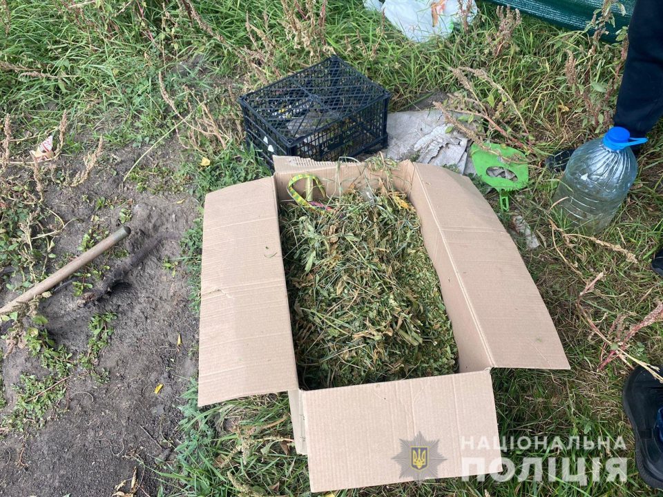 Тепличный бизнес: под Днепром за выращивание конопли задержали 18-летнего парня - рис. 3