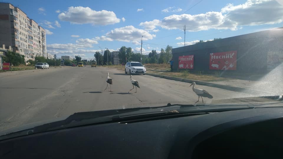 Березинская панорама последний выпуск фото