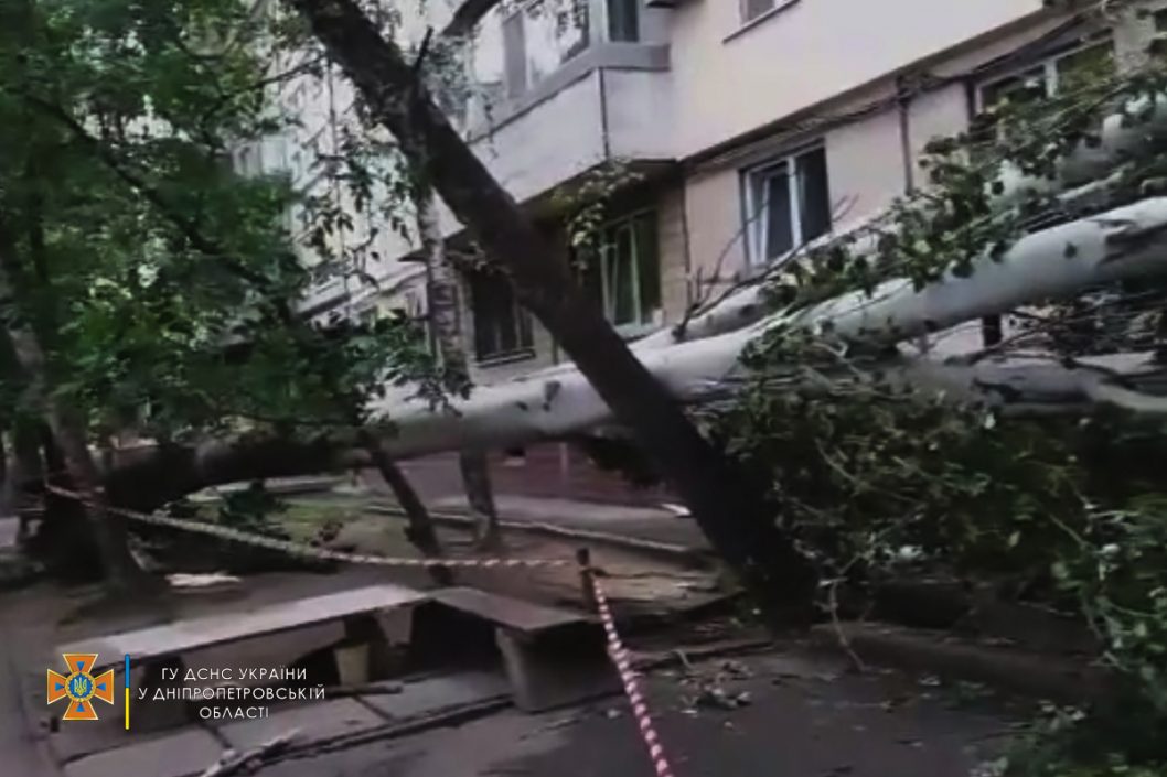 В Днепре во время непогоды на подъезд жилого дома упало большое дерево - рис. 1