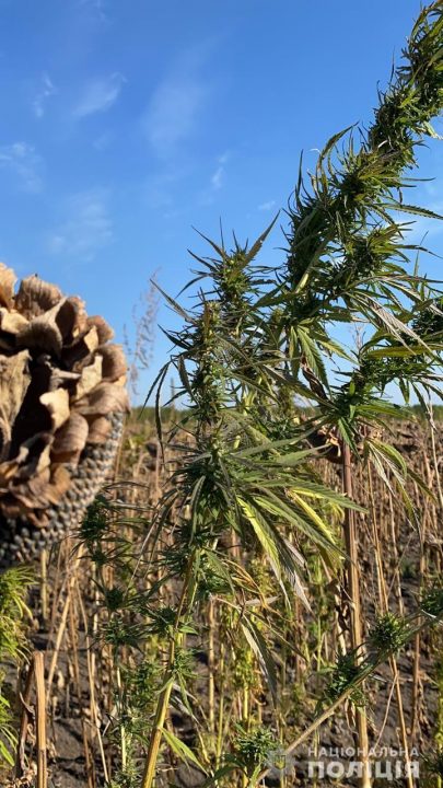 На Днепропетровщине полицейские уничтожили плантацию конопли на 28 млн грн - рис. 2