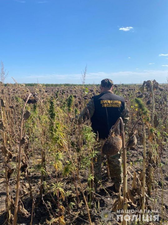 На Днепропетровщине полицейские уничтожили плантацию конопли на 28 млн грн - рис. 1