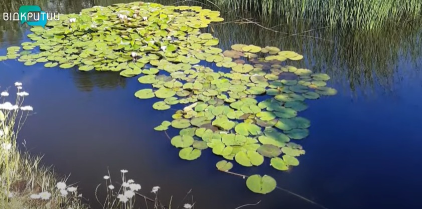 В Днепре погибает озеро возле Новоклочковского кладбища: видео - рис. 1