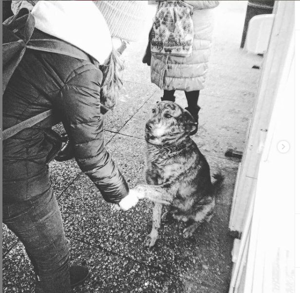 Популярнее мэра: под Днепром может появиться памятник бездомному псу Грише - рис. 2