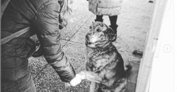 Популярнее мэра: под Днепром может появиться памятник бездомному псу Грише - рис. 16