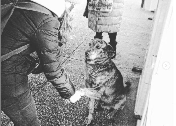 Популярнее мэра: под Днепром может появиться памятник бездомному псу Грише - рис. 7