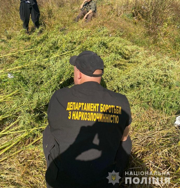 Поймали с поличным: на Днепропетровщине полиция обнаружила плантацию конопли - рис. 2