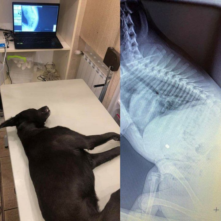 Под Днепром застрелили собаку зоозащитника: возбуждено уголовное дело - рис. 1