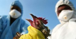 Опасный штамм: в Китае зафиксирована новая разновидностью птичьего гриппа - рис. 3