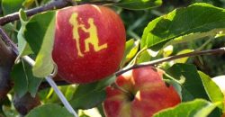 На Днепропетровщине выращивают яблоки с рисунками - рис. 2