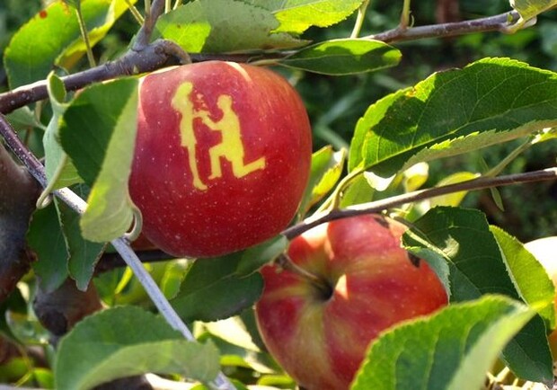 На Днепропетровщине выращивают яблоки с рисунками - рис. 1
