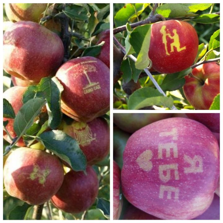 На Днепропетровщине выращивают яблоки с рисунками - рис. 3