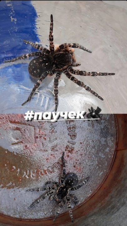 Исчезающий вид: на Днепропетровщине активизировались южнорусские тарантулы (Фото) - рис. 3