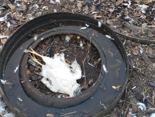 "Из 28 кур осталось 7": под Днепром таинственный хищник убивает домашнюю птицу - рис. 2