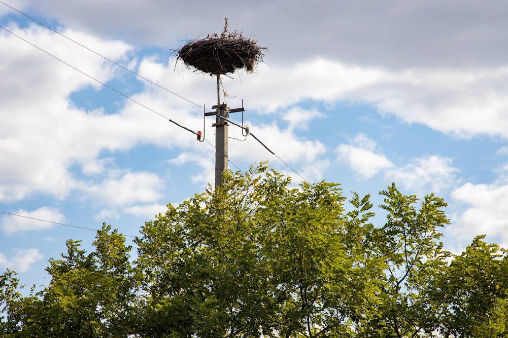 Под Днепром обустроили ещё одно гнездо для аистов - рис. 1