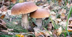 Грибной сезон стартовал: как не отравиться ядовитыми грибами (Видео) - рис. 6