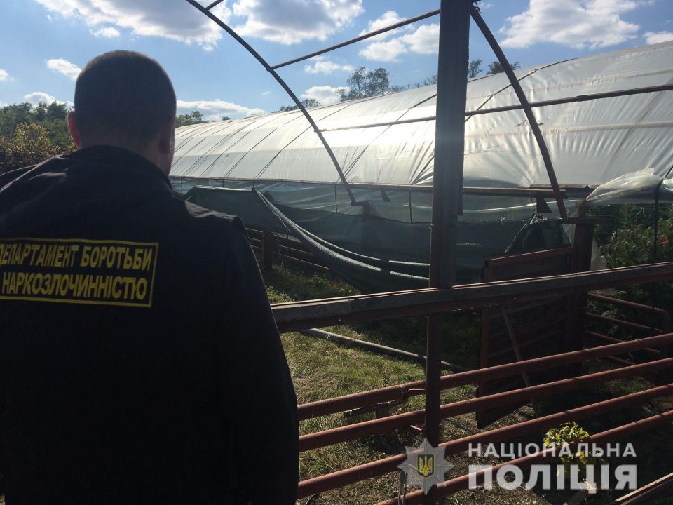 На Днепропетровщине накрыли теплицу с кустами конопли на 2 млн грн (Фото/Видео) - рис. 1