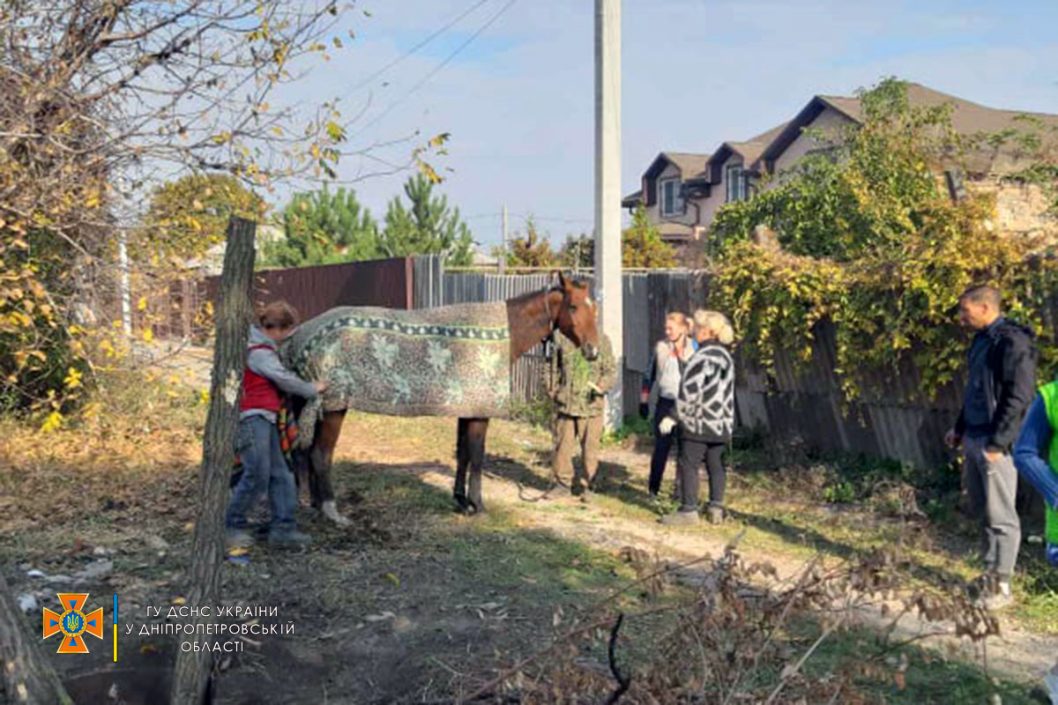 В Кривом Роге спасли из ловушки провалившегося в трубу коня: фото - рис. 6