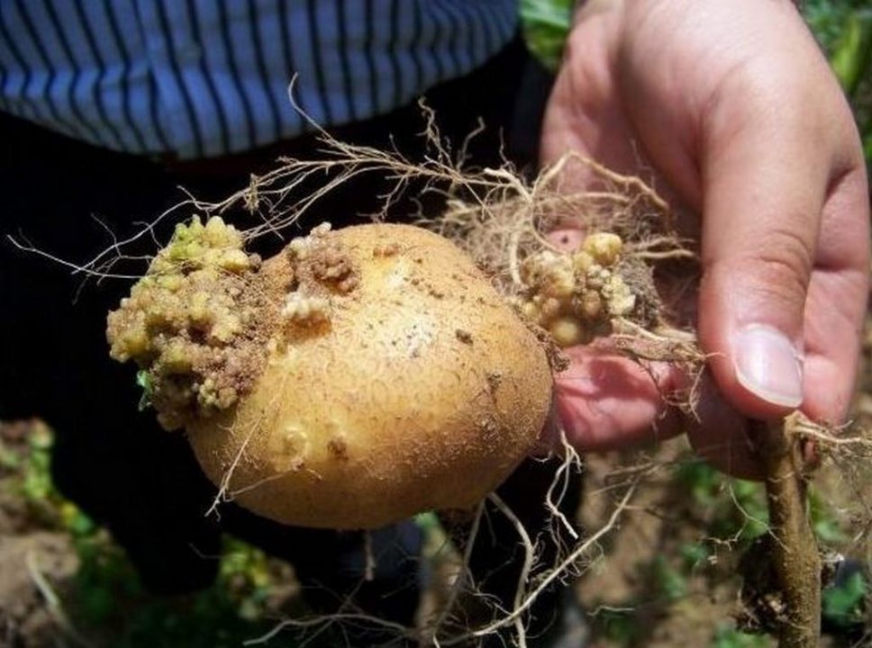В Украине нашли рак картофеля: овощ нельзя есть и кормить им животных (Видео) - рис. 1