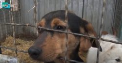 Шанс на жизнь: волонтеры Днепра спасают покалеченных брошенных животных (Видео) - рис. 4