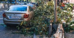 Оборвало провод и повредило машины: в Днепре на улице Гоголя упало дерево - рис. 10