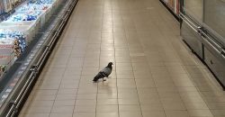 Вип-посетитель: в Днепре по торговым залам супермаркета гулял голубь - рис. 16