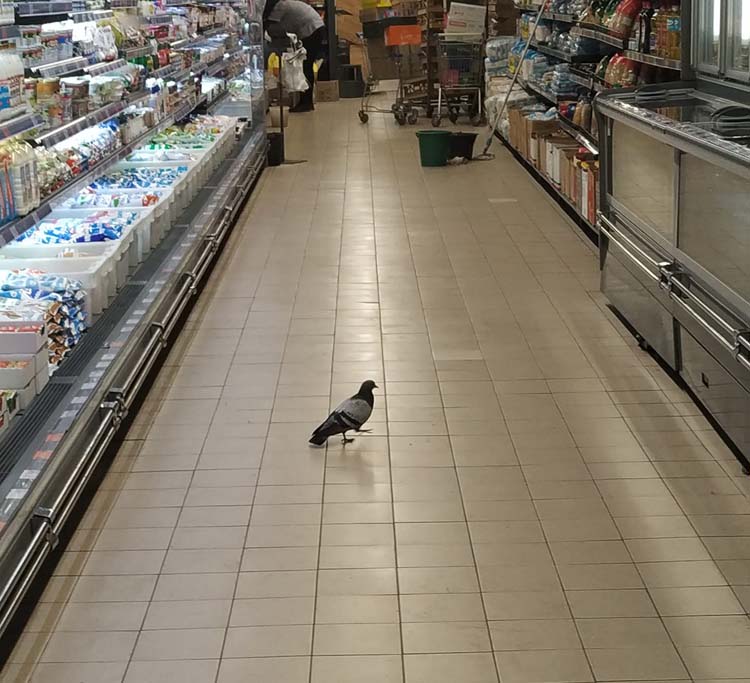 Вип-посетитель: в Днепре по торговым залам супермаркета гулял голубь - рис. 1