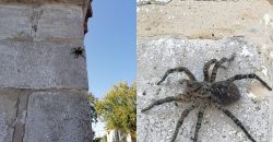 Исчезающий вид: на Днепропетровщине активизировались южнорусские тарантулы (Фото) - рис. 1