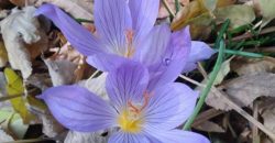 В Ботаническом саду Днепровского национального университета цветут крокусы (Фото) - рис. 5
