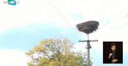На Днепропетровщине появилось именное гнездо аистов - рис. 5
