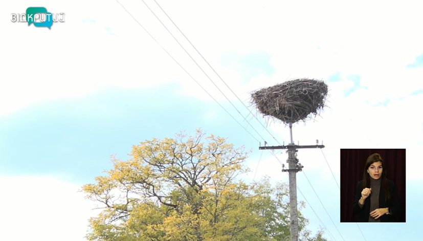 На Днепропетровщине появилось именное гнездо аистов - рис. 1