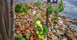 Осенний урожай: на одной из центральных улиц Днепра вырос помидор - рис. 5