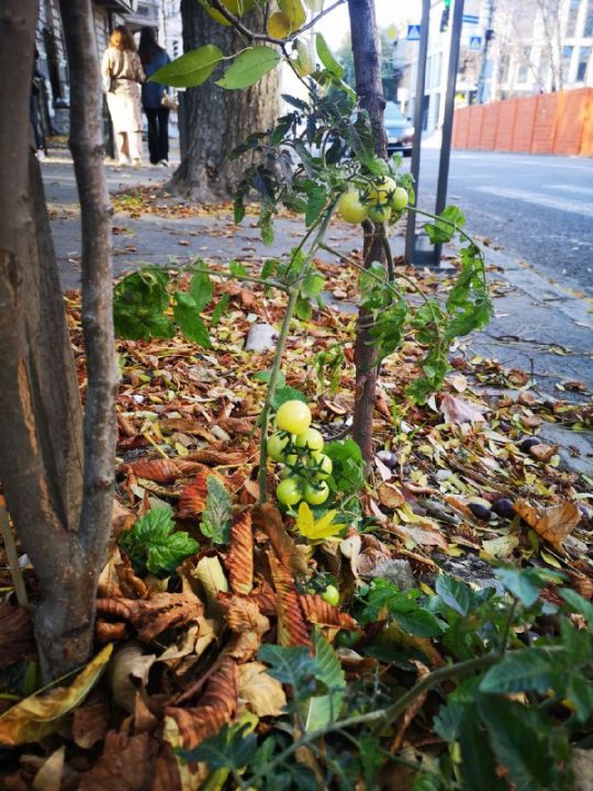 Осенний урожай: на одной из центральных улиц Днепра вырос помидор - рис. 1