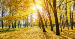 Солнце и потепление: прогноз погоды в Днепре на 18 октября - рис. 9